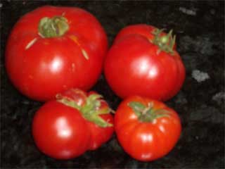 Consoluto tomatoes