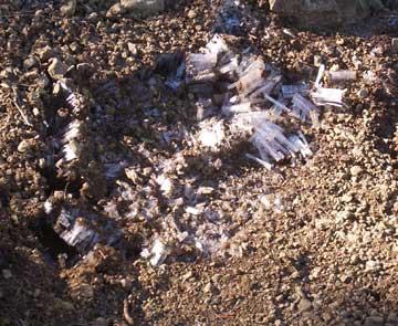 Klahane Ridge Ground Frost