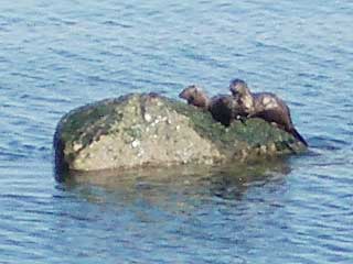 Morse Creek River Otters