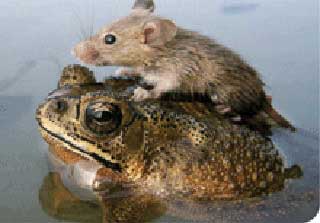 Mouse Riding a Frog