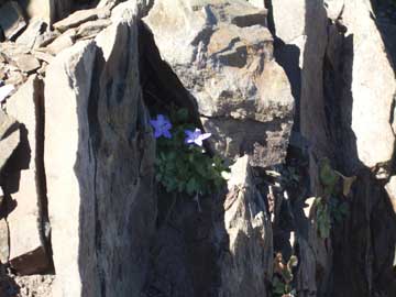 Late flowers protected by rocks
