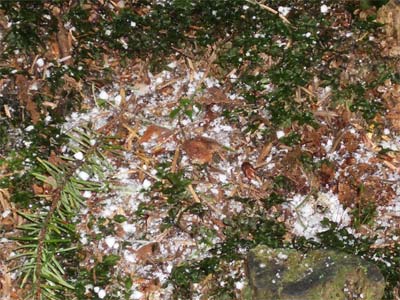 Hail on the Trail to Lake Angeles