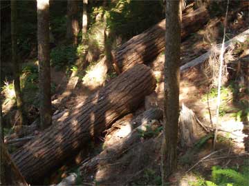 Fallen tree on trail to Storm King (from above)