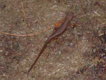 The first salamander of spring