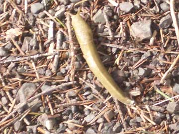 First slug of spring