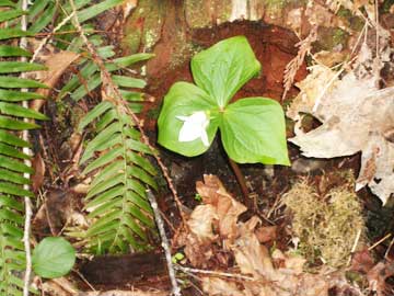 First trilium of spring