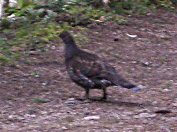 Grouse crossing the Elwha Trail