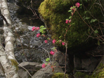 First Currant of 2007 at Lake Crescent