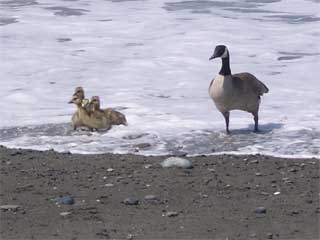 Goslings at Dungeness Spit