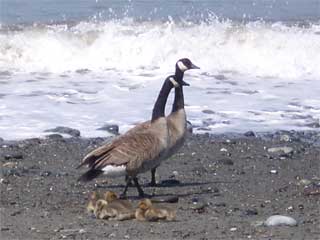 Goslings at Dungeness Spit
