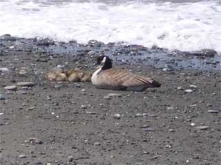 Goslings at Dungeness Spit