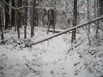 Spruce Railroad Trail in the Winter