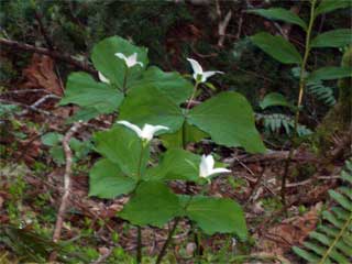 Lake Crescent Triliums