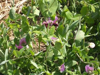 Peashoots up close