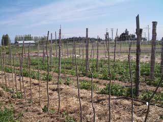 Peashoots at the farm