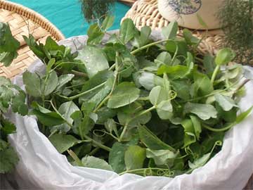 Pea shoots