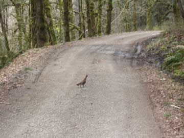 Grouse crossing the road