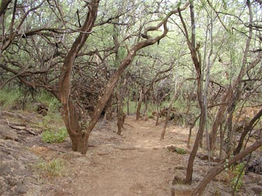 The Trail to the Petroglyphs