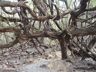 Twisted Kiawe Trees