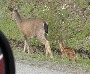Fawn and Doe by the Road