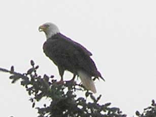 Eagle on Branch