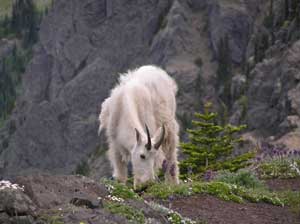 Mountain Goat Grazing At Klahane Ridge