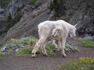 Mountain Goat Ambling