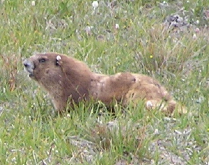 Golden Marmot