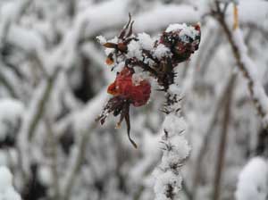 Rose Hip in the Snow