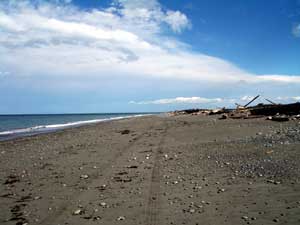 Dungeness Spit at low tide