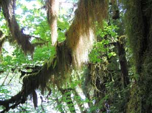 The Real Hoh Rainforest