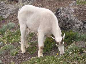 Mountain Goat Grazing
