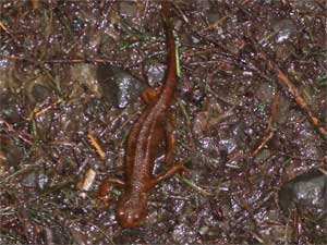 Olympic Salamander