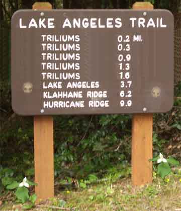 Lake Angeles - The Trilium Trail