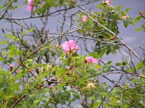 Wild Roses on the Trail