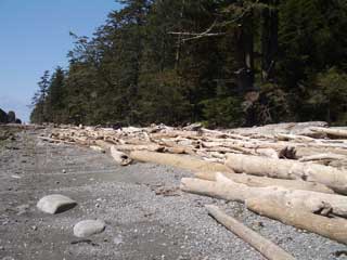 Driftwood near Sand Point