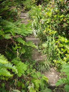 Jungle Staircase at Rialto Beach