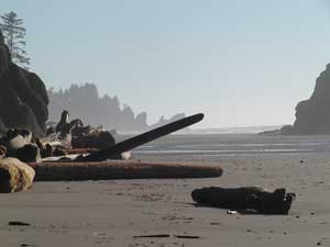 Driftwood at Second Beach