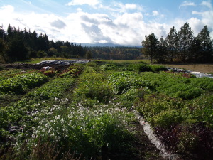 Fields at Johnston Farm