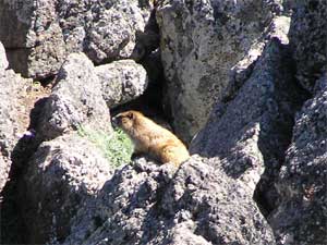 Golden Marmot